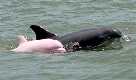 pinky dolphin